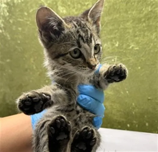 A baby small-sized female Domestic Short Hair cat named Prudence for adoption in Riverside, CA