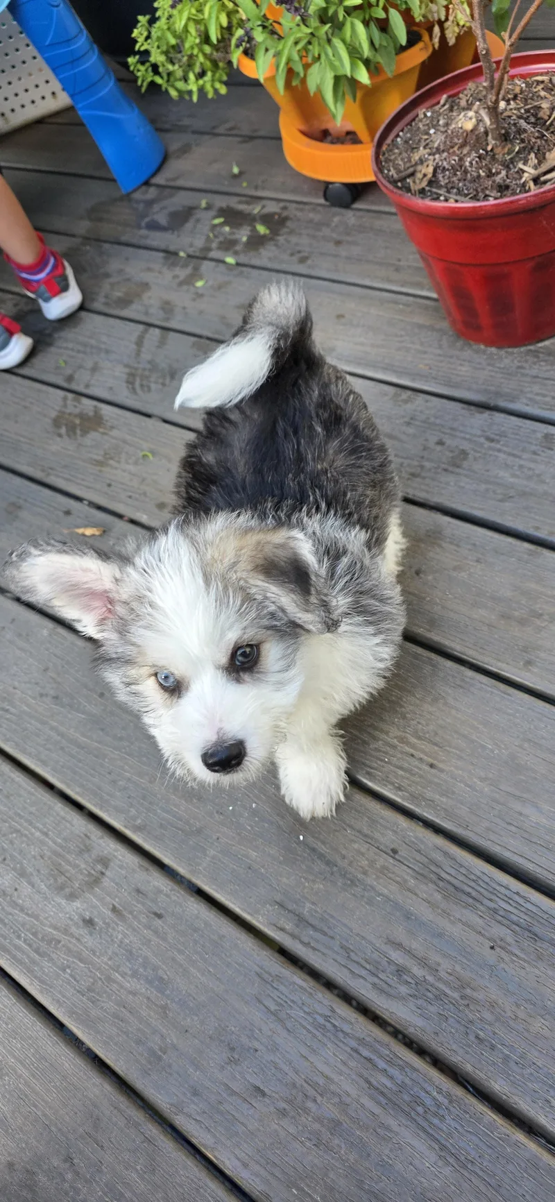 A baby medium-sized male Husky dog named Elio for adoption in Cherry Valley, MA