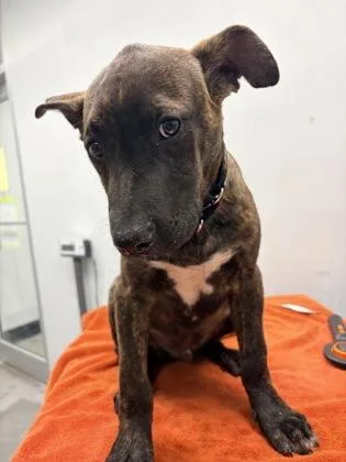A baby medium-sized male Mixed Breed dog named Fudge FKA Dog for adoption in West Chester, PA