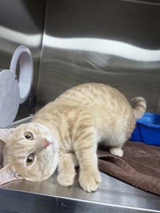 An adult medium-sized male Orange & White Domestic Short Hair cat named Mario for adoption in Dubuque, IA