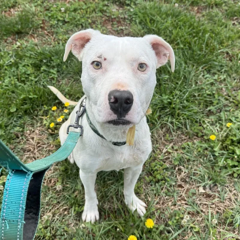 A young medium-sized male White / Cream Pit Bull Terrier dog named Soup for adoption in Lynchburg, VA