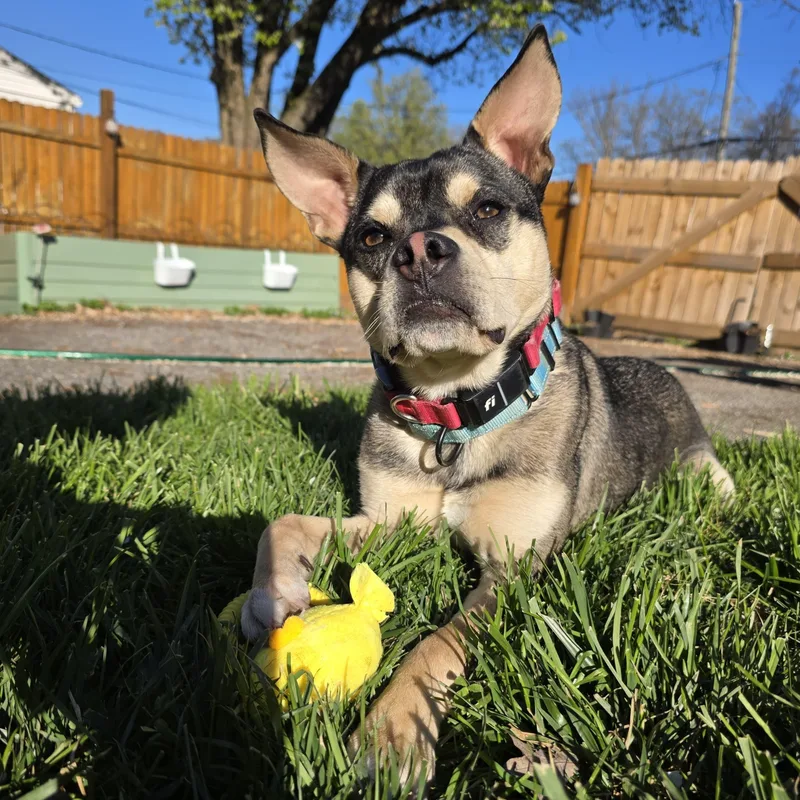 A young medium-sized male Black Boston Terrier dog named Rudy for adoption in Baldwin, MD