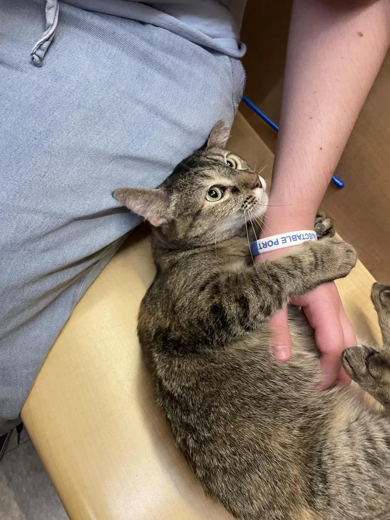 A young medium-sized female Tortoiseshell cat named Tortuga for adoption in Albuquerque, NM