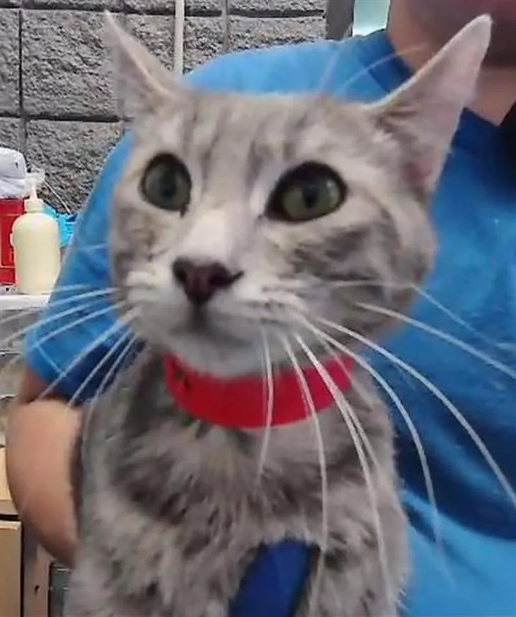 A baby small-sized male Domestic Short Hair cat named Baby Boy for adoption in Tulsa, OK