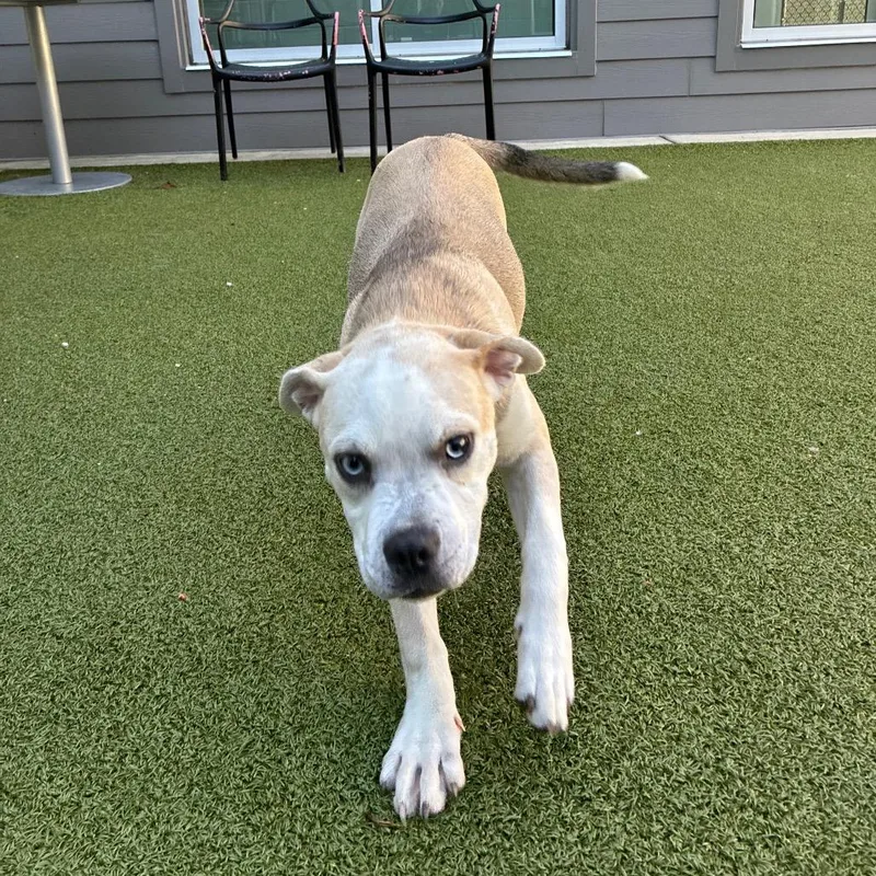A baby medium-sized female Apricot / Beige Mixed Breed dog named Tango for adoption in Greensboro, NC