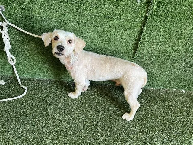 An adult small-sized male Maltese dog named Marz for adoption in Lancaster, CA