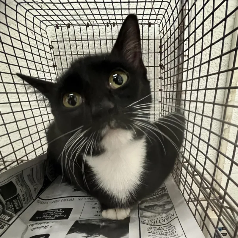 An adult medium-sized female Black Domestic Short Hair cat named Magic for adoption in Leander, TX