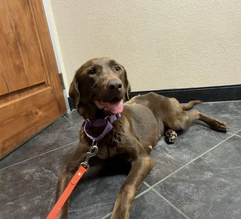 An adult large-sized female Labrador Retriever dog named Harper for adoption in Denton, TX