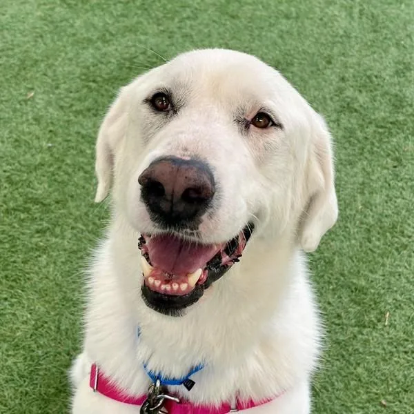 An adult extra large-sized female Great Pyrenees dog named Rye for adoption in Walnut Creek, CA