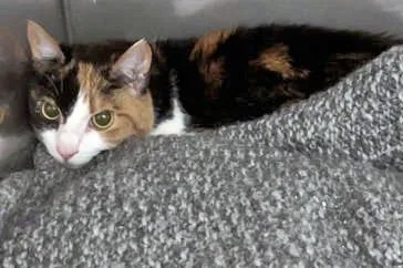 An adult medium-sized female Domestic Short Hair cat named Murphy Jean for adoption in Fishers, IN