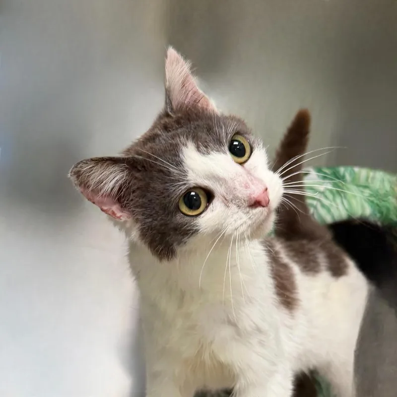 A young small-sized female Domestic Short Hair cat named TiltAWhirl for adoption in State College, PA