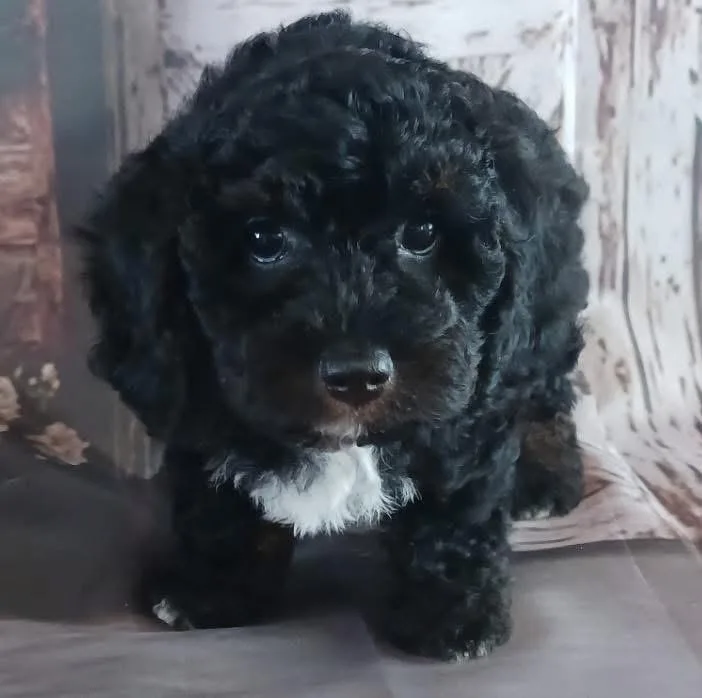 A baby small-sized male Black Poodle dog named Vader for adoption in Bronx, NY