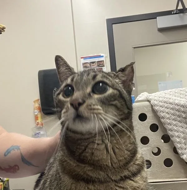 A senior medium-sized male Domestic Short Hair cat named Simon for adoption in El Cajon, CA
