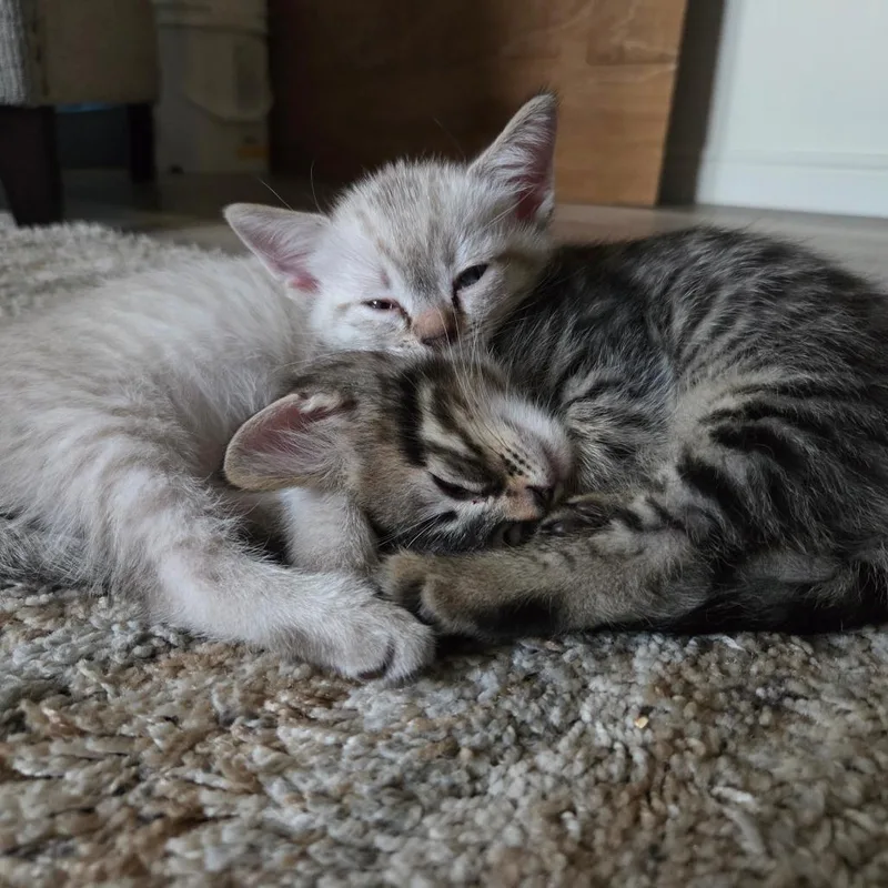 A baby small-sized male White Domestic Short Hair cat named Chestnut for adoption in Kanab, UT