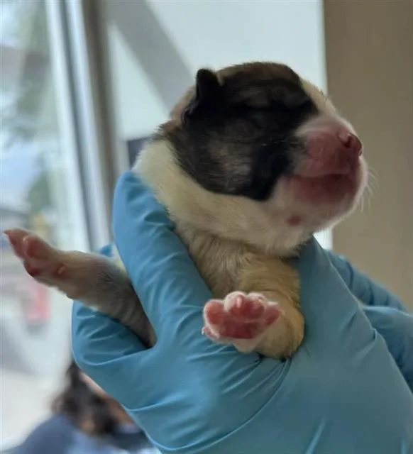 A baby small-sized female Husky dog named Lucille for adoption in San Antonio, TX