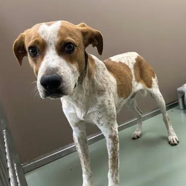 A young small-sized male Red / Chestnut / Orange English Coonhound dog named SVASStray for adoption in Verona, VA