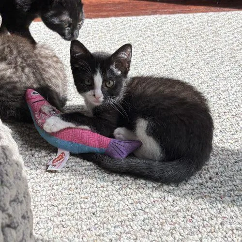 A baby small-sized female Domestic Short Hair cat named Candy for adoption in Kenosha, WI