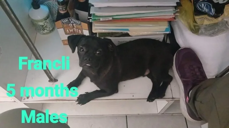 A baby small-sized male Pug dog named Francli for adoption in Cortez, CO