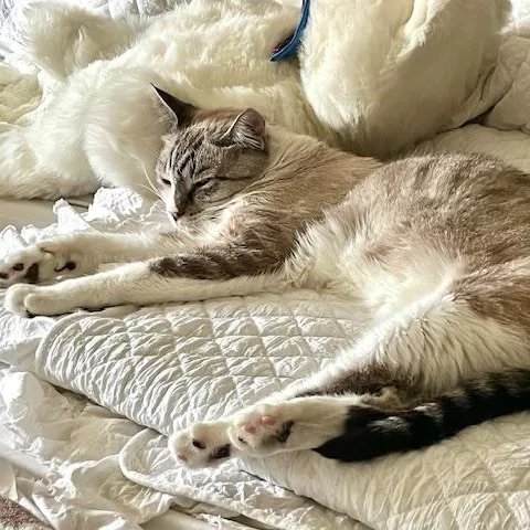 Loki & Leo thumbnail 2