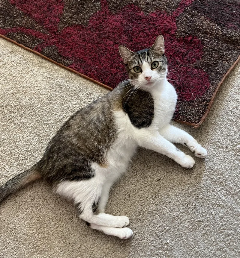 Loki & Leo thumbnail 3