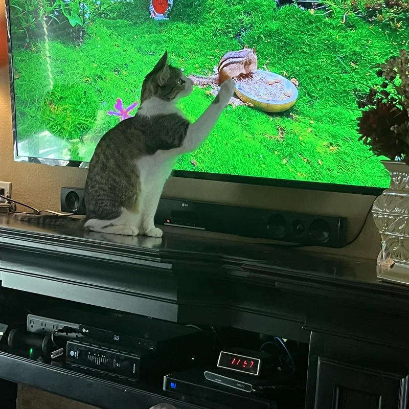 Loki & Leo thumbnail 4