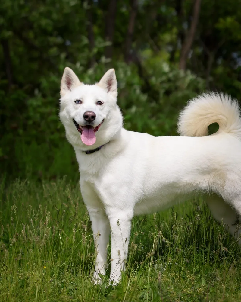 A young large-sized female White / Cream Husky dog named Geneva for adoption in Bridgeport, CT