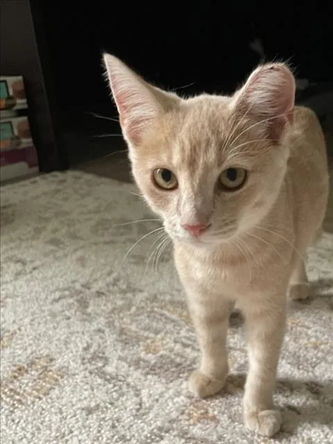 A baby small-sized female Domestic Short Hair cat named Nikka for adoption in Derwood, MD