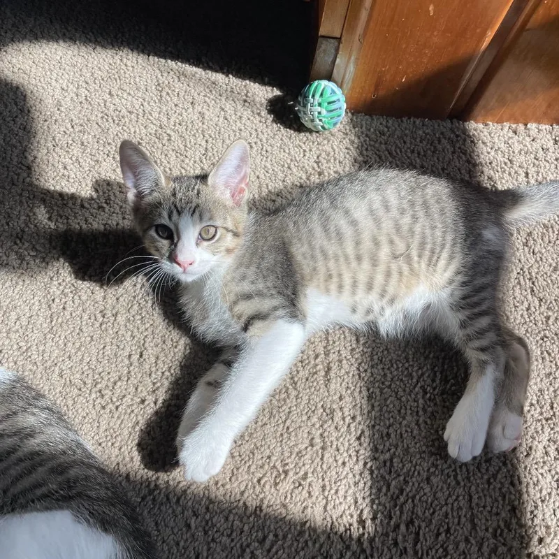 A baby small-sized male Brown / Chocolate Domestic Medium Hair cat named Alan Zig for adoption in Mondovi, WI