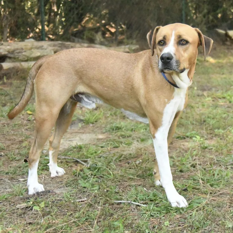 An adult medium-sized male Yellow / Tan / Blond / Fawn Hound dog named Cricket for adoption in Natchez, MS