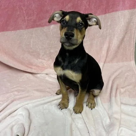A baby medium-sized male Black Bulldog dog named Nash for adoption in Valdosta, GA