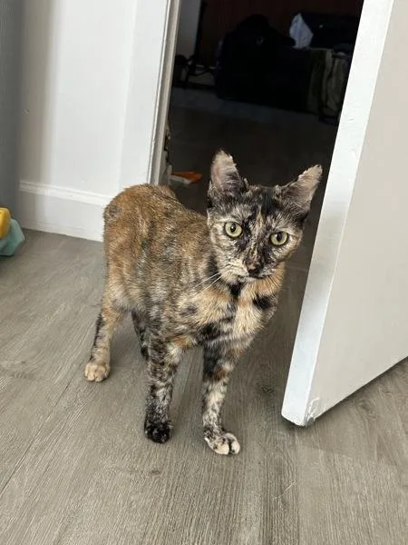 An adult medium-sized female Domestic Short Hair cat named Mustard for adoption in Ridgewood, NY