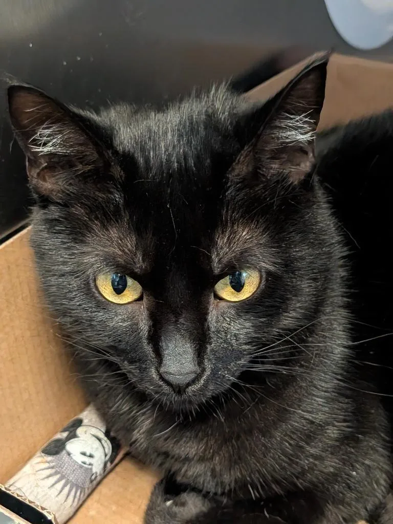 A young medium-sized female Domestic Short Hair cat named Rilie for adoption in Sandusky, OH