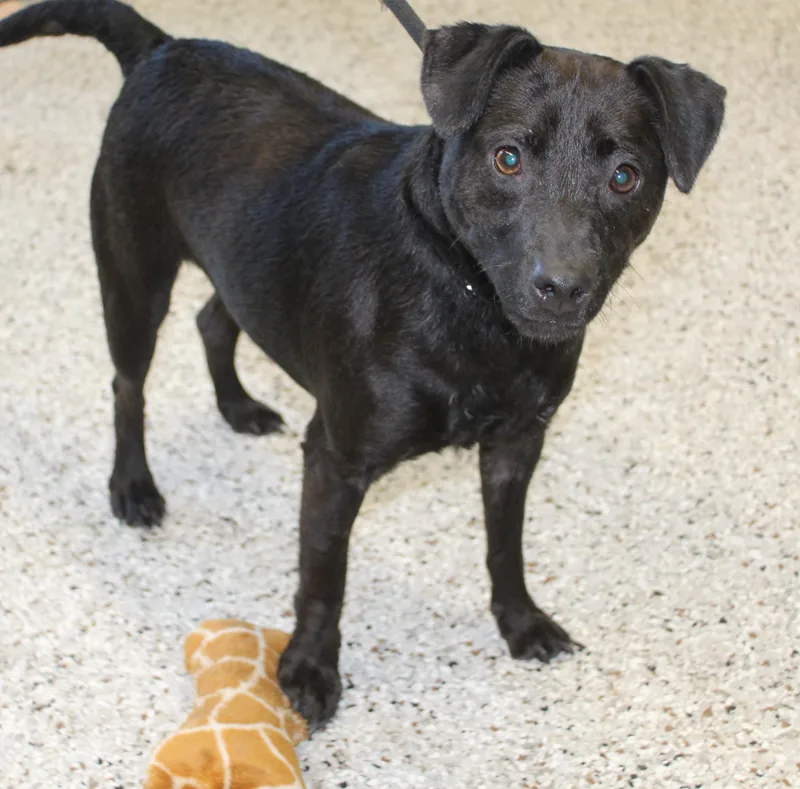 An adult small-sized male Black Terrier dog named Josh for adoption in Heath, OH