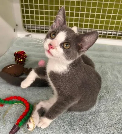 A baby small-sized male Gray / Blue / Silver Domestic Short Hair cat named Rapscallion for adoption in Kansas City, MO