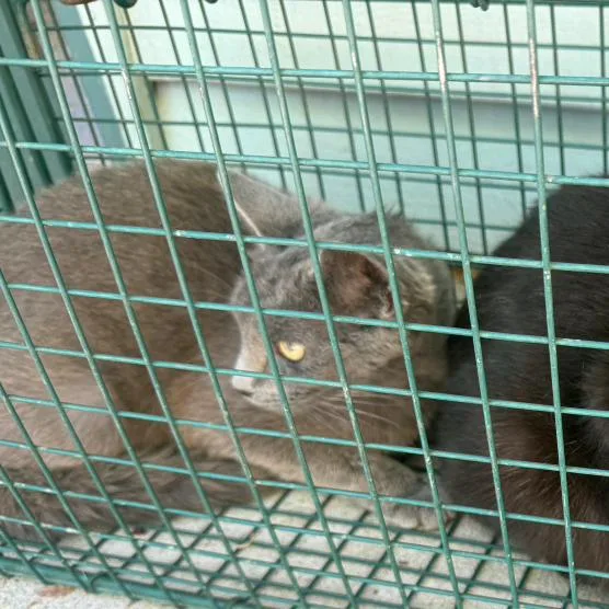 An adult small-sized female Black Domestic Short Hair cat named Oak for adoption in Columbus, NC