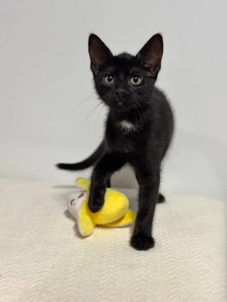 A baby small-sized male Domestic Short Hair cat named Mochi for adoption in Canyon Lake, TX