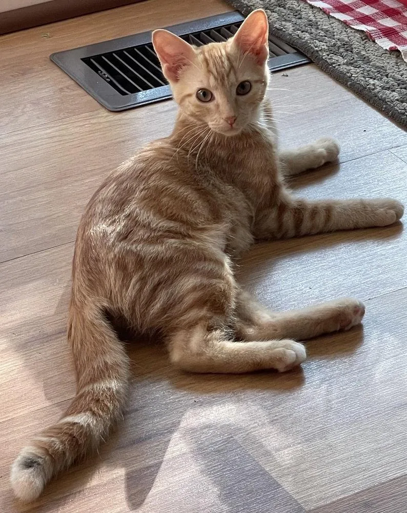 A baby small-sized female American Shorthair cat named Penny Mae for adoption in O'Fallon, MO