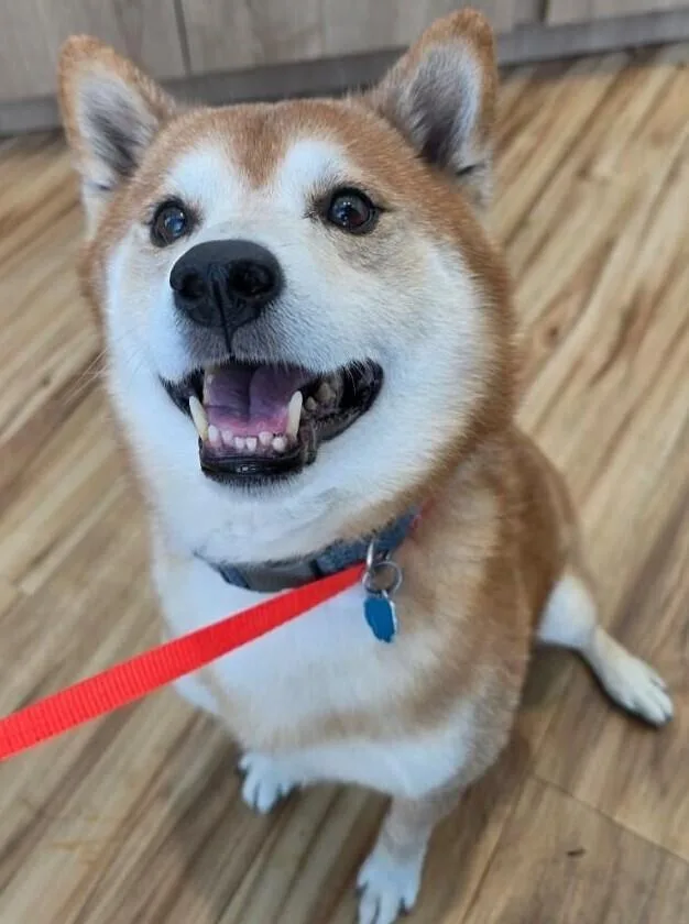 An adult medium-sized male White / Cream Shiba Inu dog named Chase for adoption in Dallas, TX