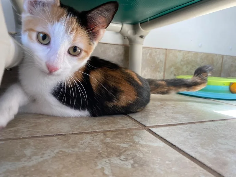 A young medium-sized female Domestic Short Hair cat named Bellini for adoption in Grand Junction, CO