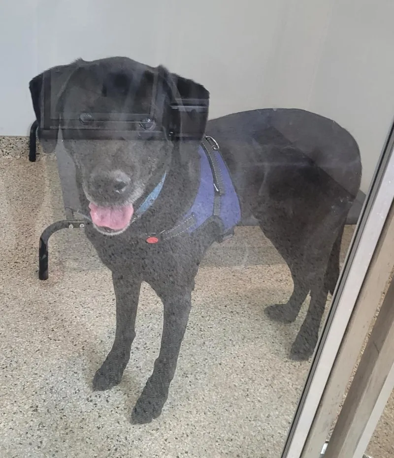 A senior large-sized male Labrador Retriever dog named Remington for adoption in Grand Rapids, MN