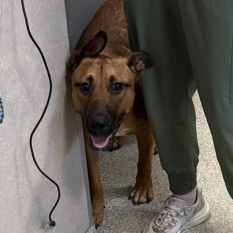 A young medium-sized female Brown / Chocolate Mixed Breed dog named Brambles for adoption in Jacksonville, FL