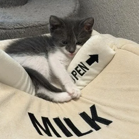 A baby small-sized female Gray / Blue / Silver Domestic Short Hair cat named Harly for adoption in Englewood, FL