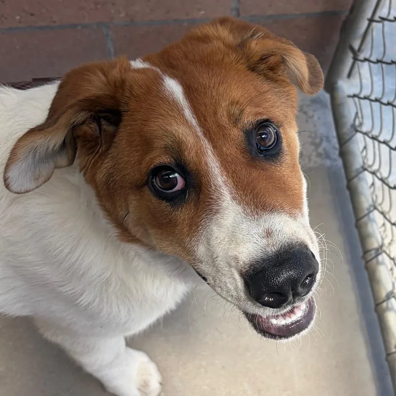 A baby medium-sized male White / Cream Saint Bernard dog named Watermelon for adoption in Santa Barbara, CA