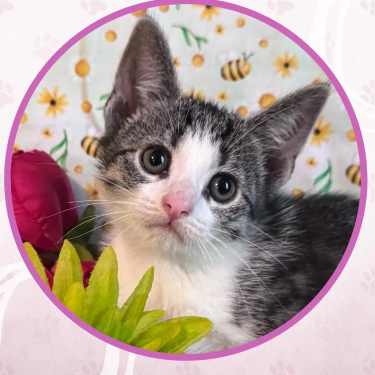 A baby small-sized female Tabby (Tiger Striped) Domestic Short Hair cat named Drinking Crayons for adoption in Toms River, NJ