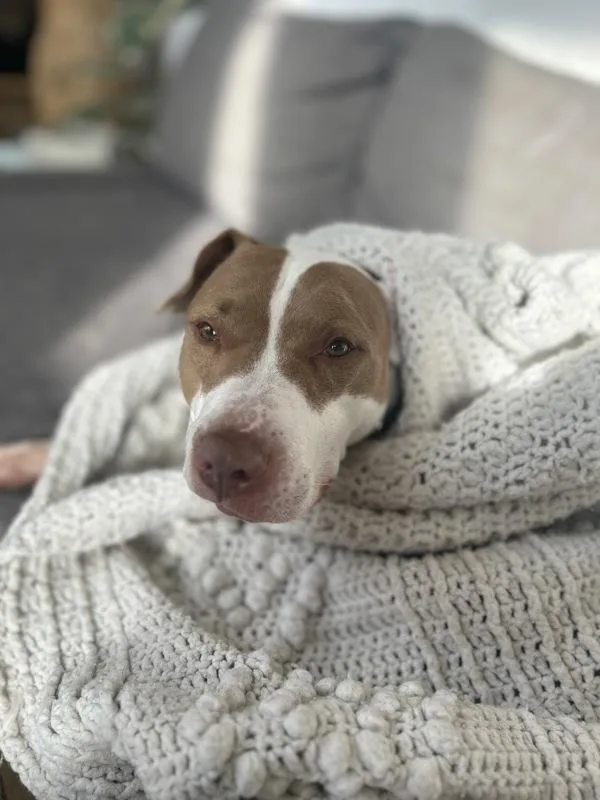 A senior large-sized female Mixed Breed dog named Ronnie for adoption in New York, NY