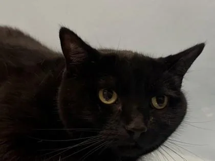 An adult small-sized female Domestic Long Hair cat named Jazz for adoption in Coon Rapids, MN