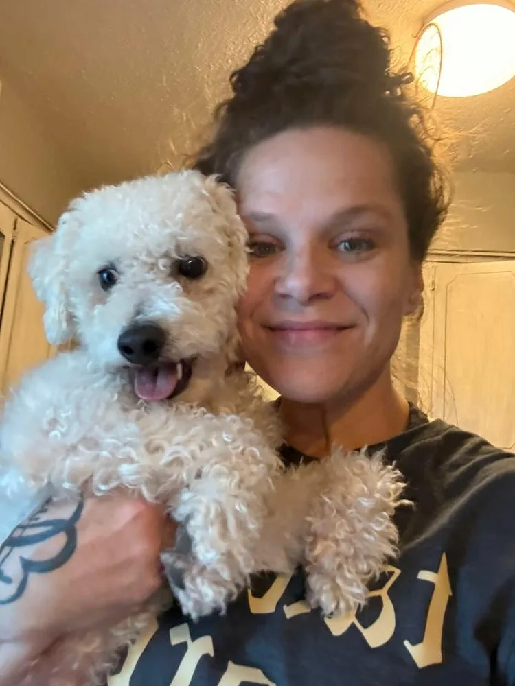 An adult small-sized male White / Cream Bichon Frise dog named Reno for adoption in TULSA, OK