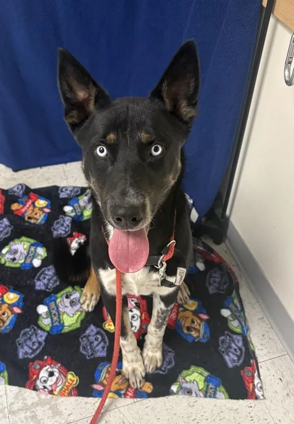 A young large-sized male Australian Cattle Dog / Blue Heeler dog named Marlo for adoption in Salt Lake City, UT