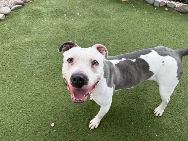 An adult large-sized female Pit Bull Terrier dog named Opal for adoption in Phoenix, AZ
