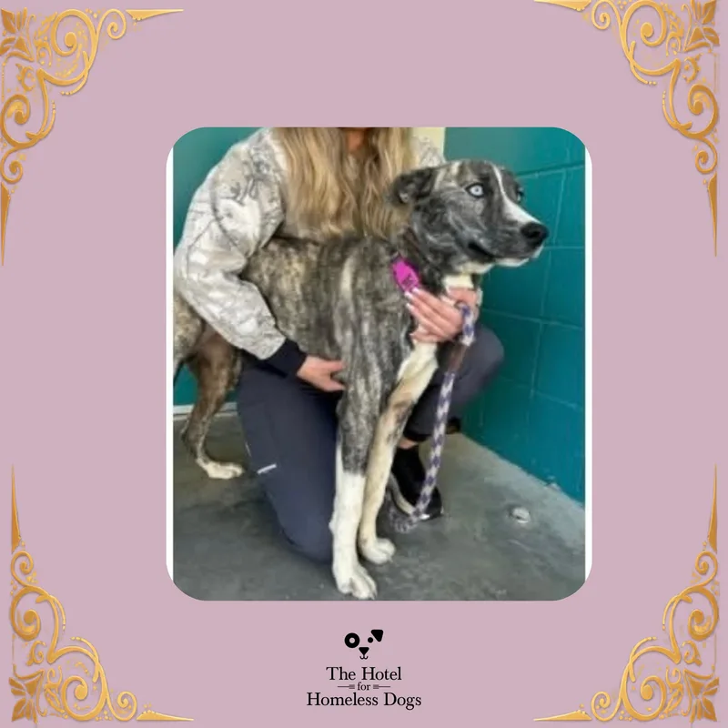 A young medium-sized female Husky dog named Nelly for adoption in Cumberland, RI